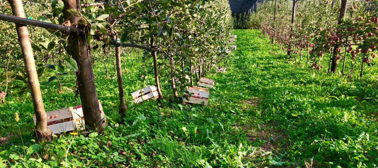 Loft Naturalpina Dolomiti Farm Беллуно Екстер'єр фото